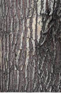 Wood Bark 0002